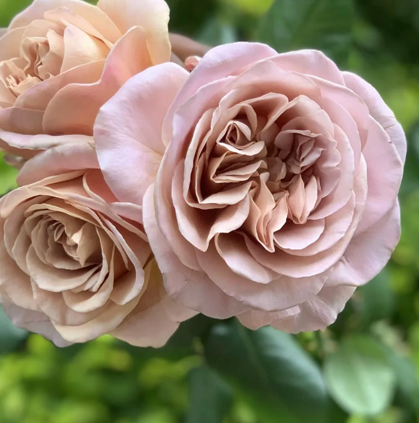 Caffe Latte Rose