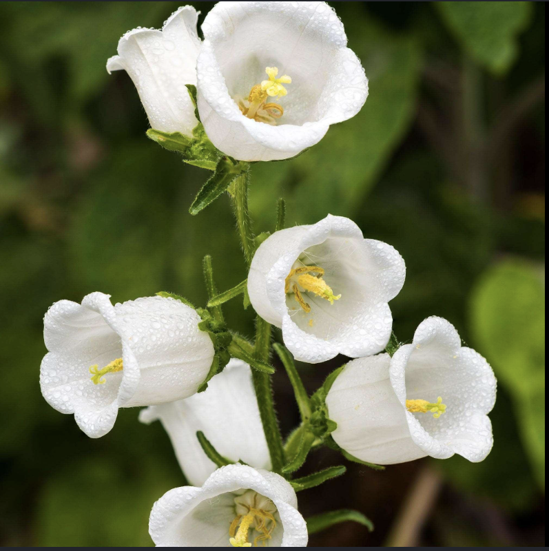 Canterbury Bells | Campanula Champion
