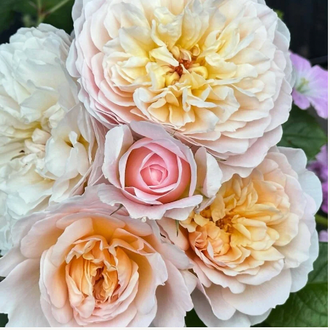 David Austin® Emily Bronte Potted Rose Bush