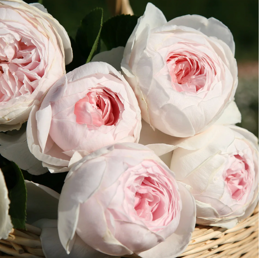 Earth Angel Parfuma® Rose