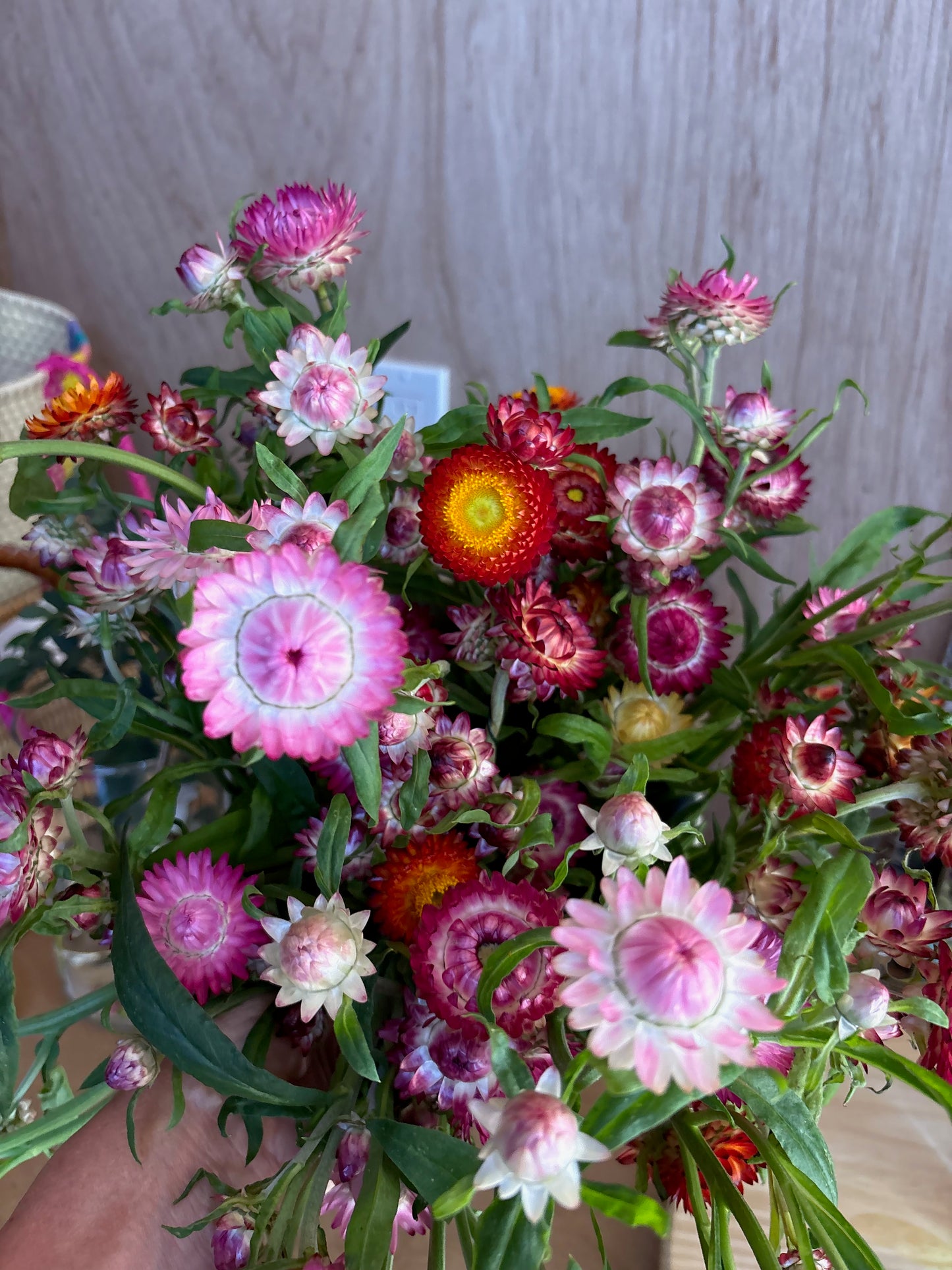 Strawflowers