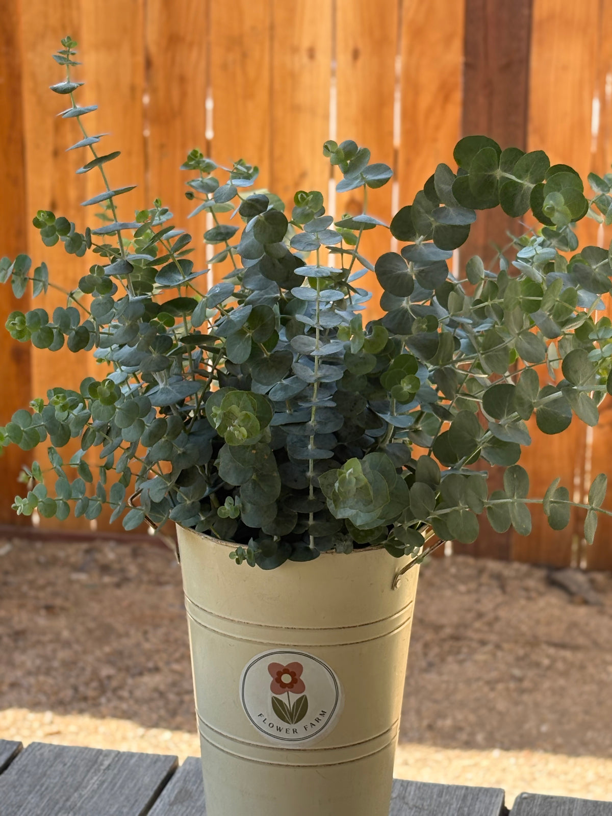 Silver Dollar Eucalyptus