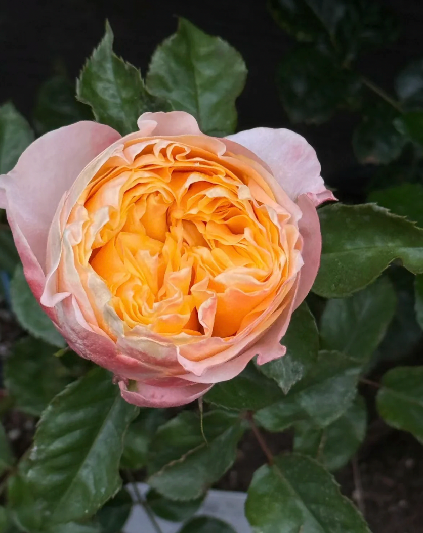Imagine Rose