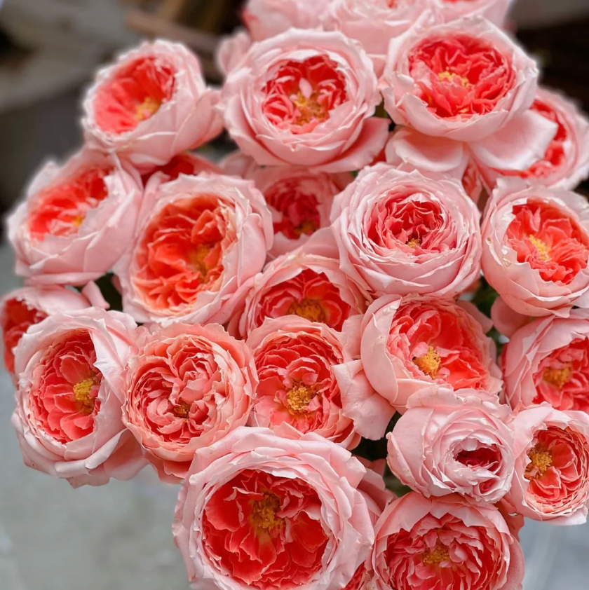 La Chance Rose