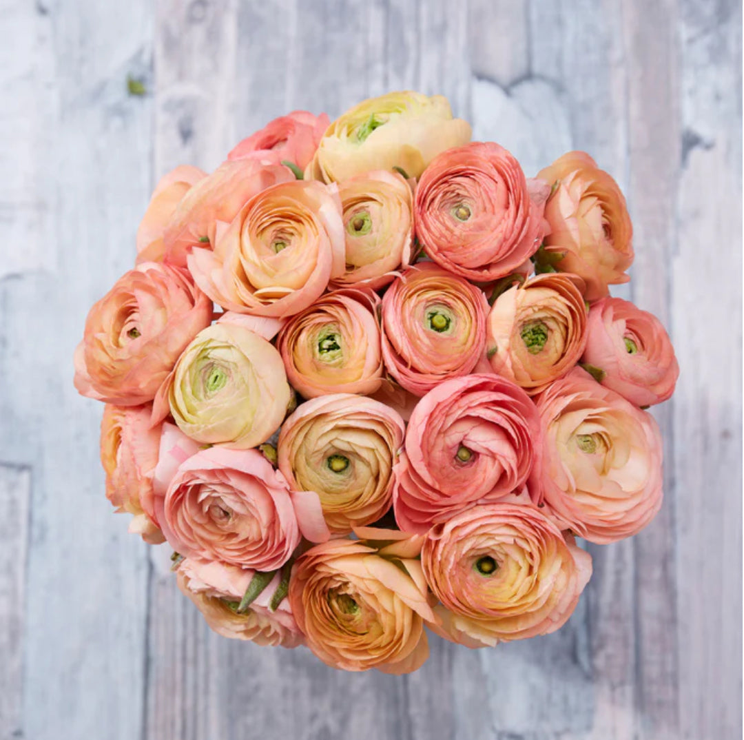 Ranunculus