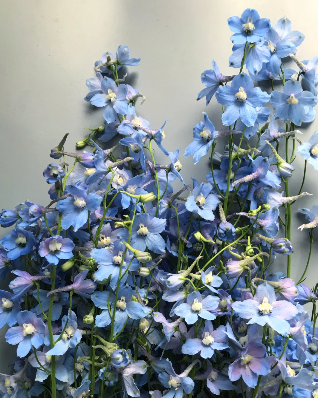Belladonna delphinium