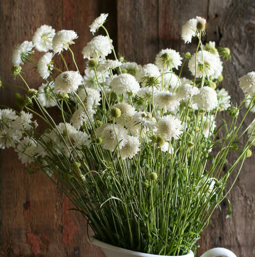 Snowmaiden | Scabiosa