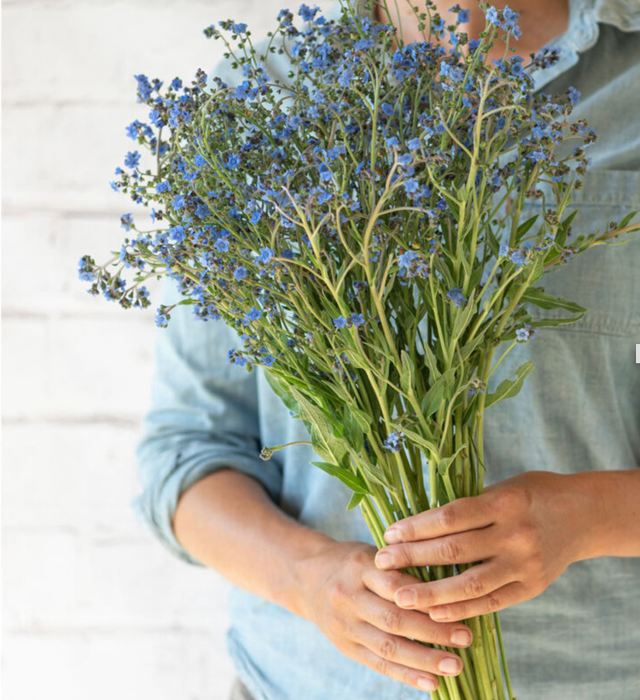 Forget-me-not | Scorpion grasses