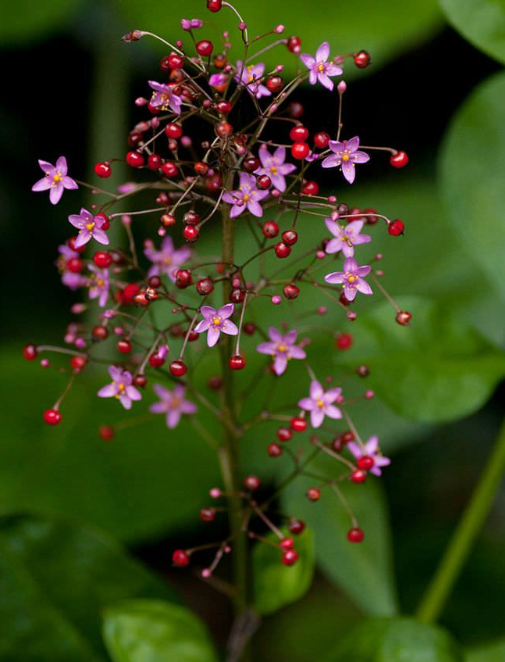 Jewels of Opar