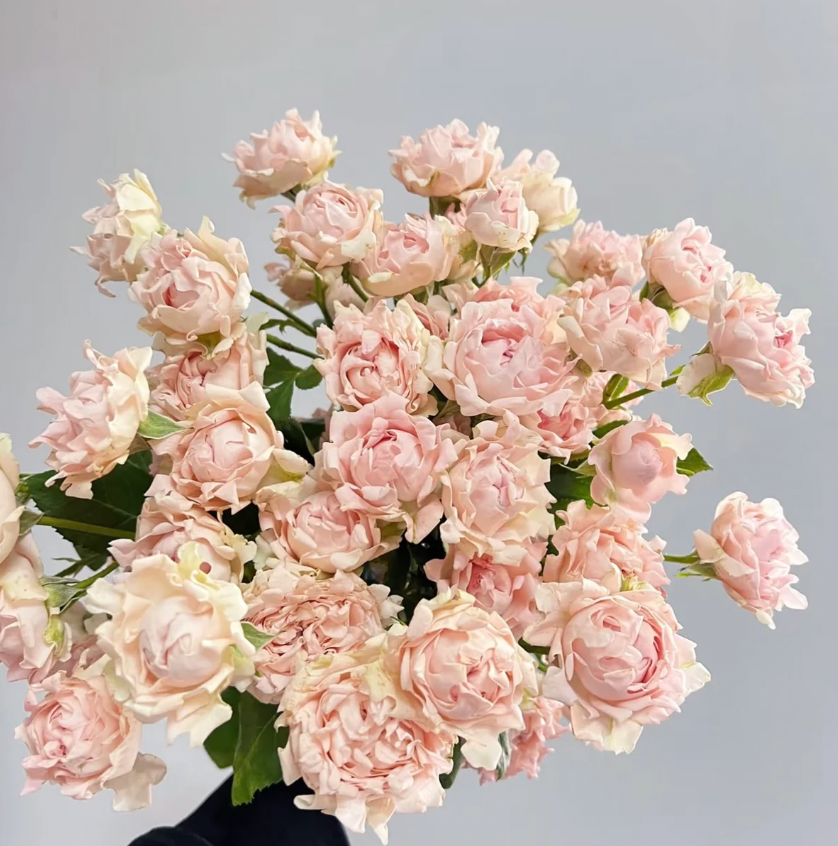 Sofine Rose