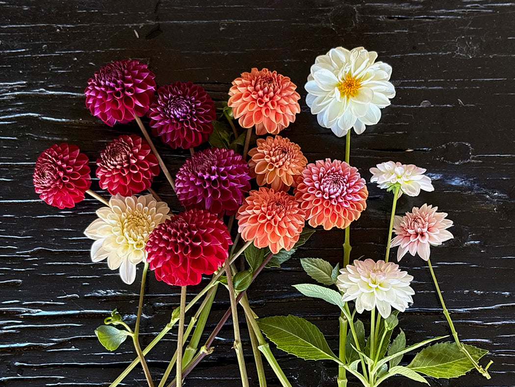 Dahlias