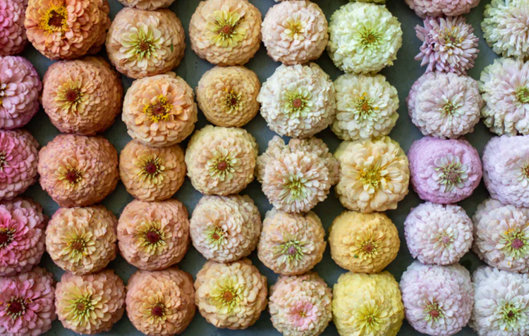 CUT FLOWERS {Wholesale Only}