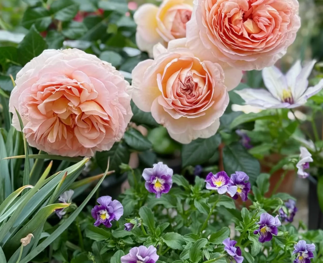 Abraham Darby Rose