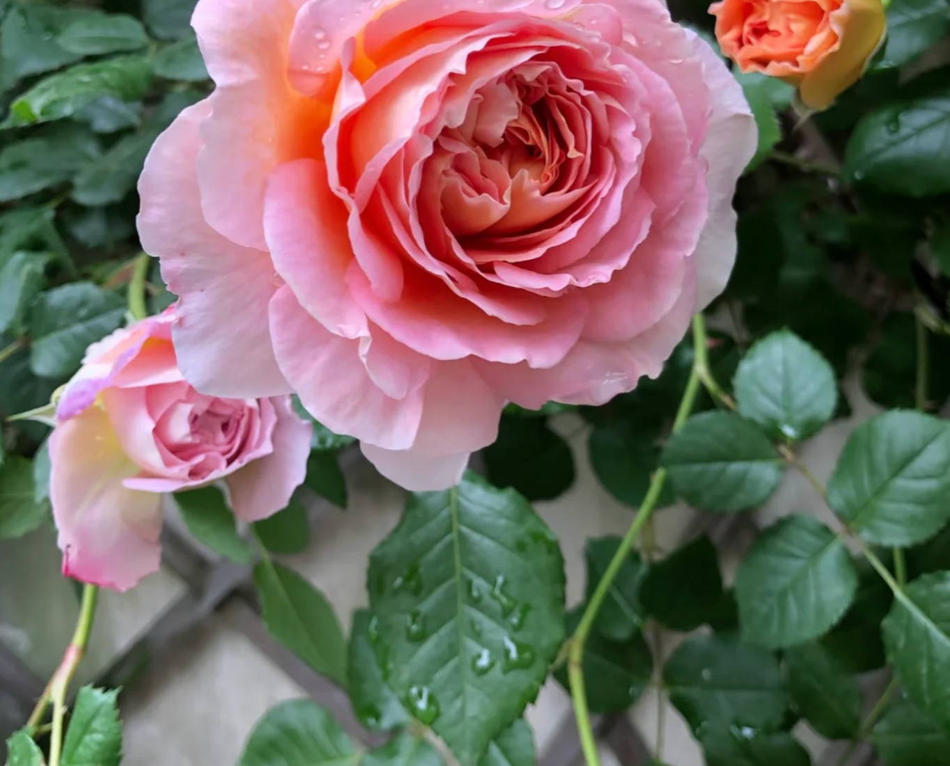 Abraham Darby Rose