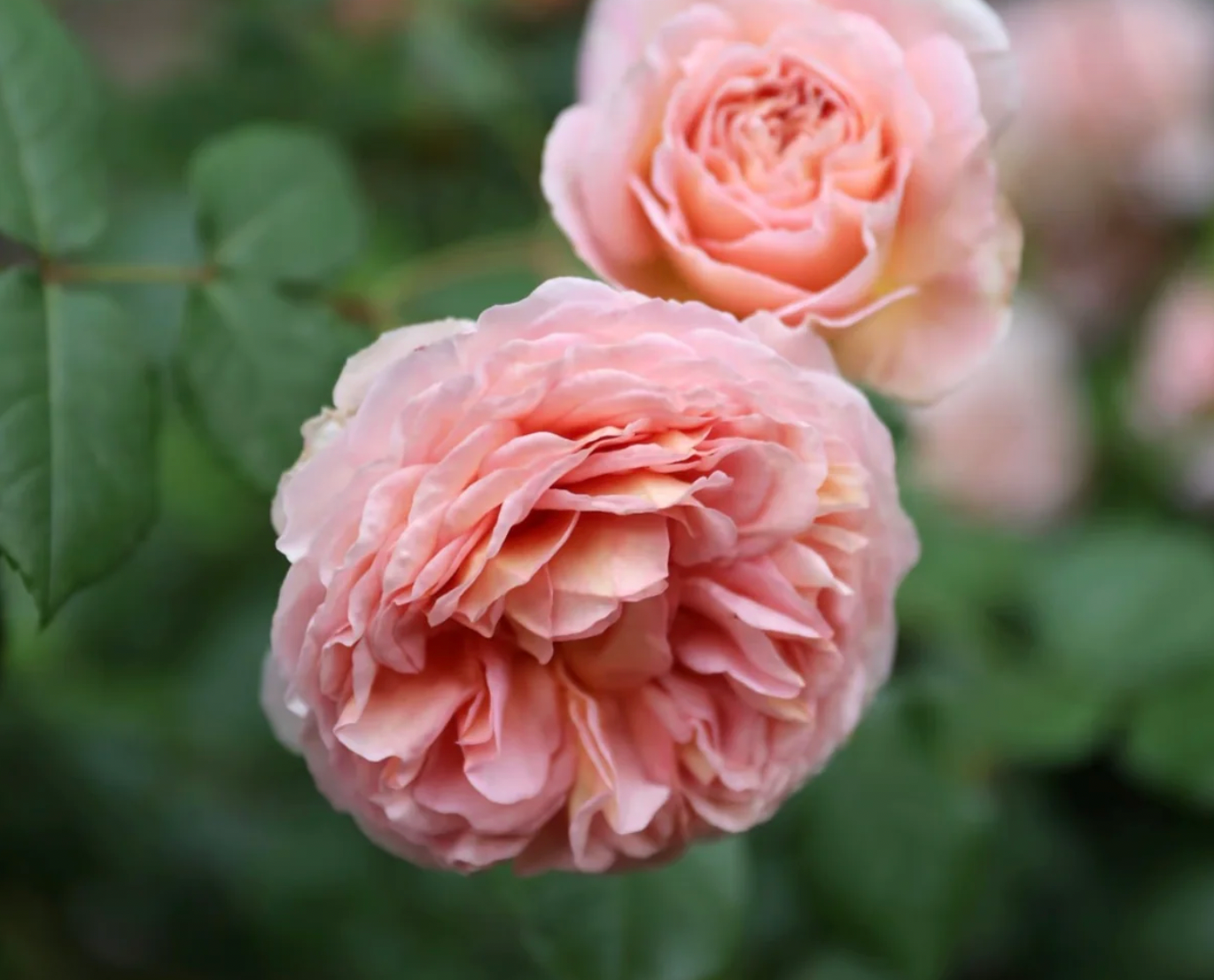 Abraham Darby Rose