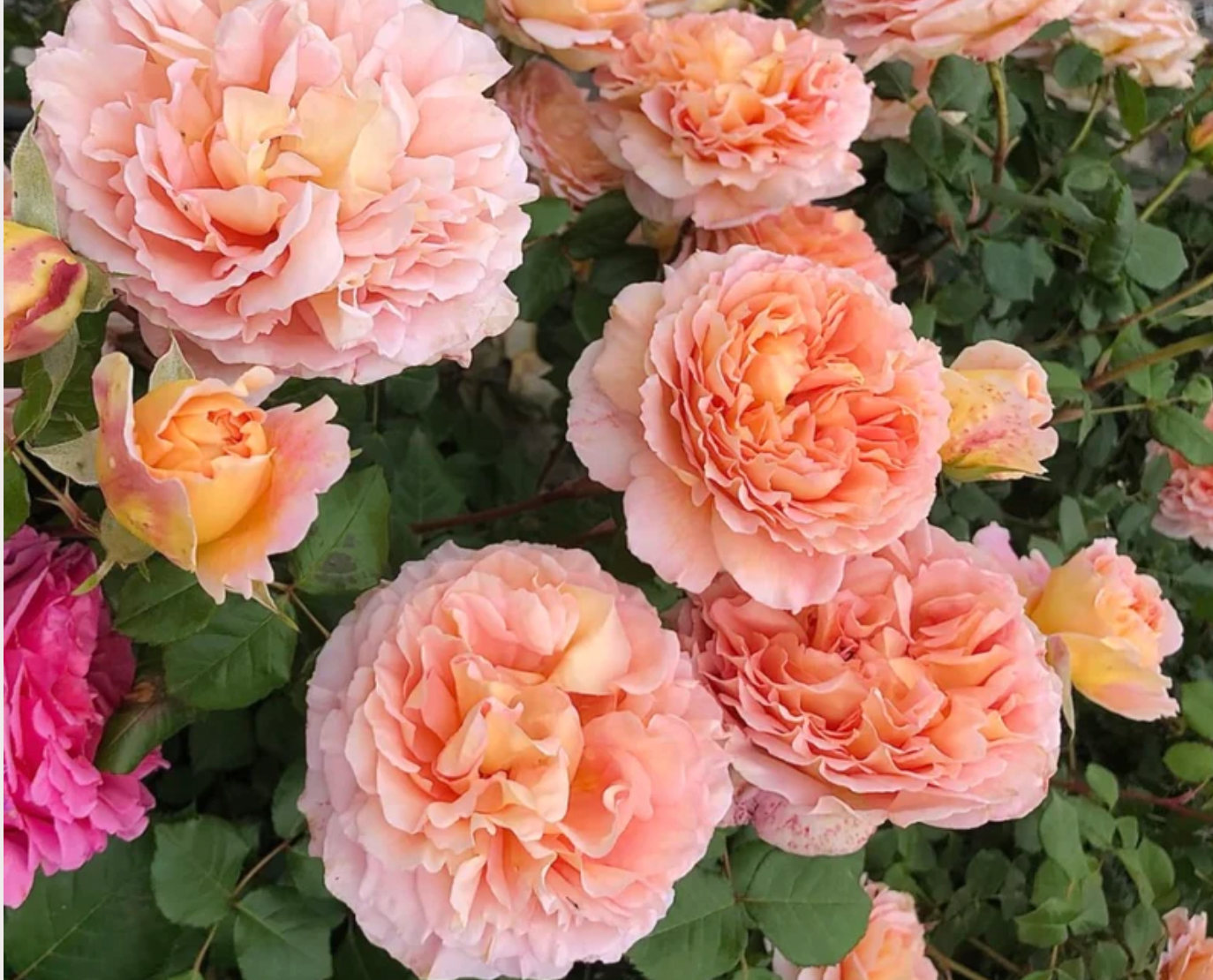 Abraham Darby Rose