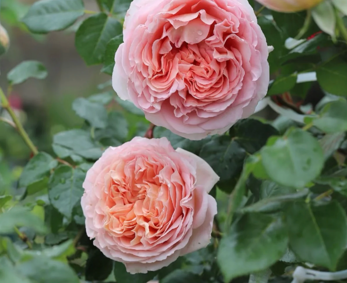 Abraham Darby Rose