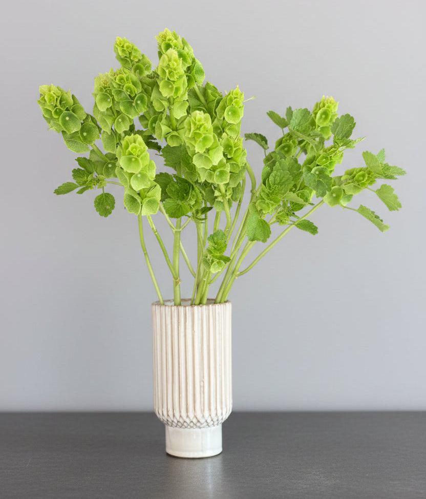 green bell flower