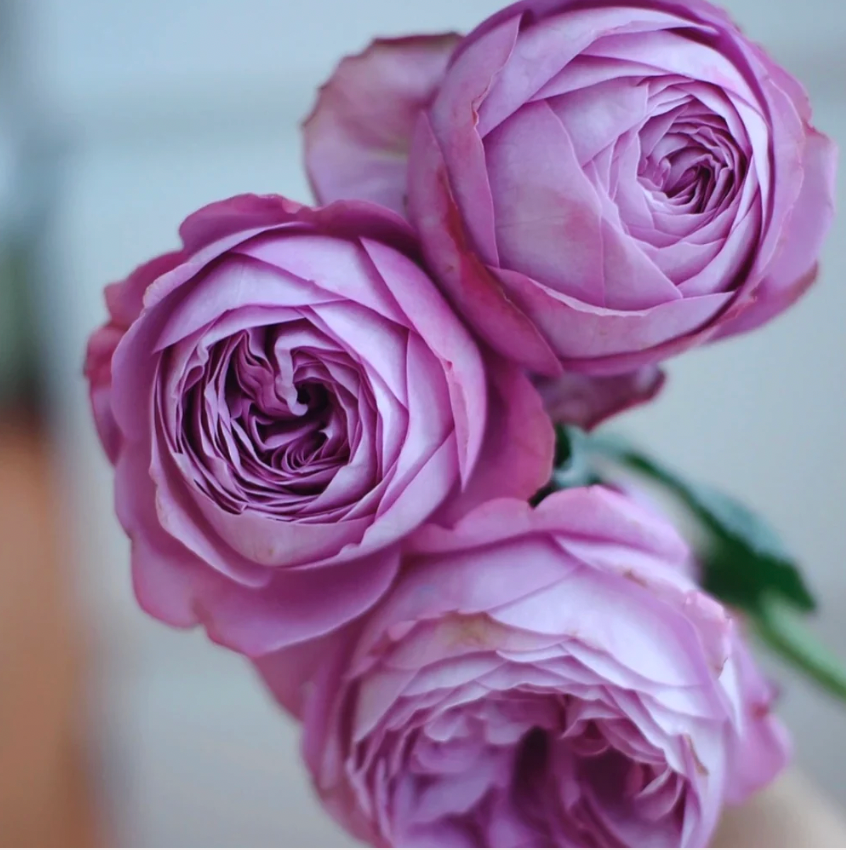 Blue Pompon Rose