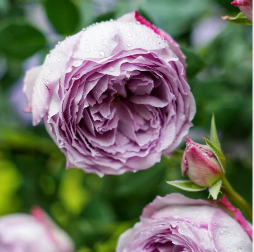 Blue Pompon Rose