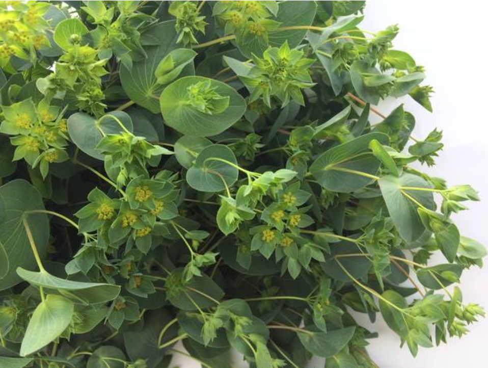 Green Gold | Bupleurum