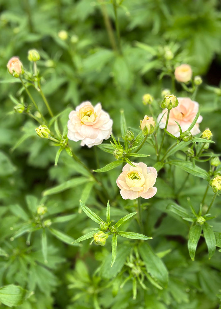 Butterfly™ Ariadne® Ranunculus