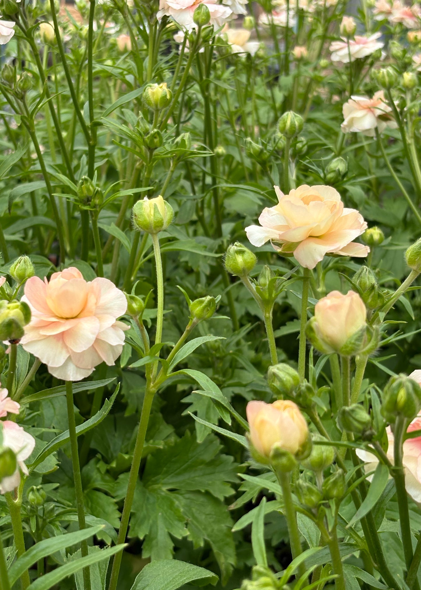 Butterfly™ Ariadne® Ranunculus