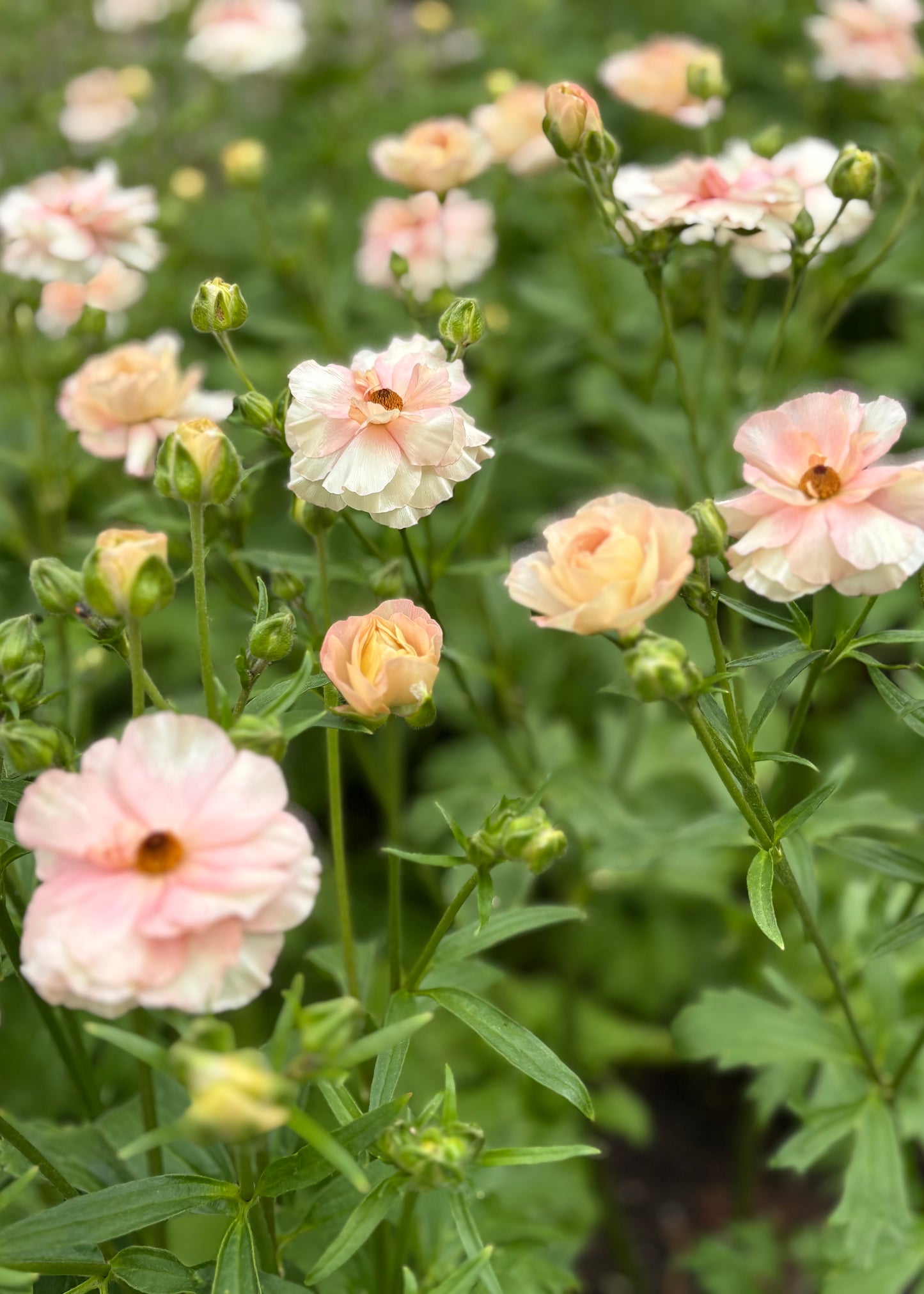 Butterfly™ Ariadne® Ranunculus
