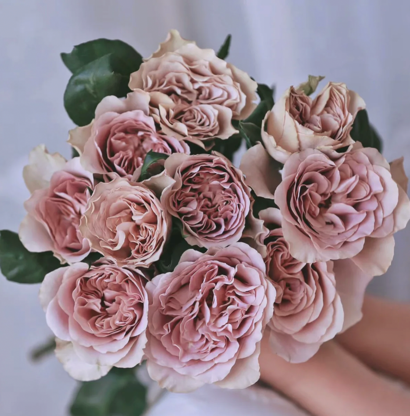 Caffe Latte Rose