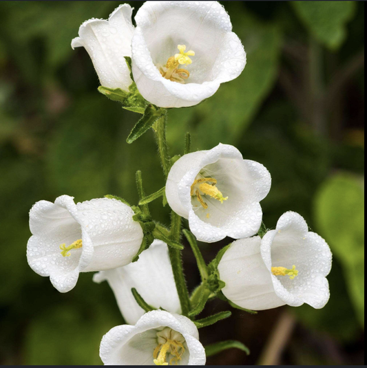 Canterbury Bells | Campanula Champion