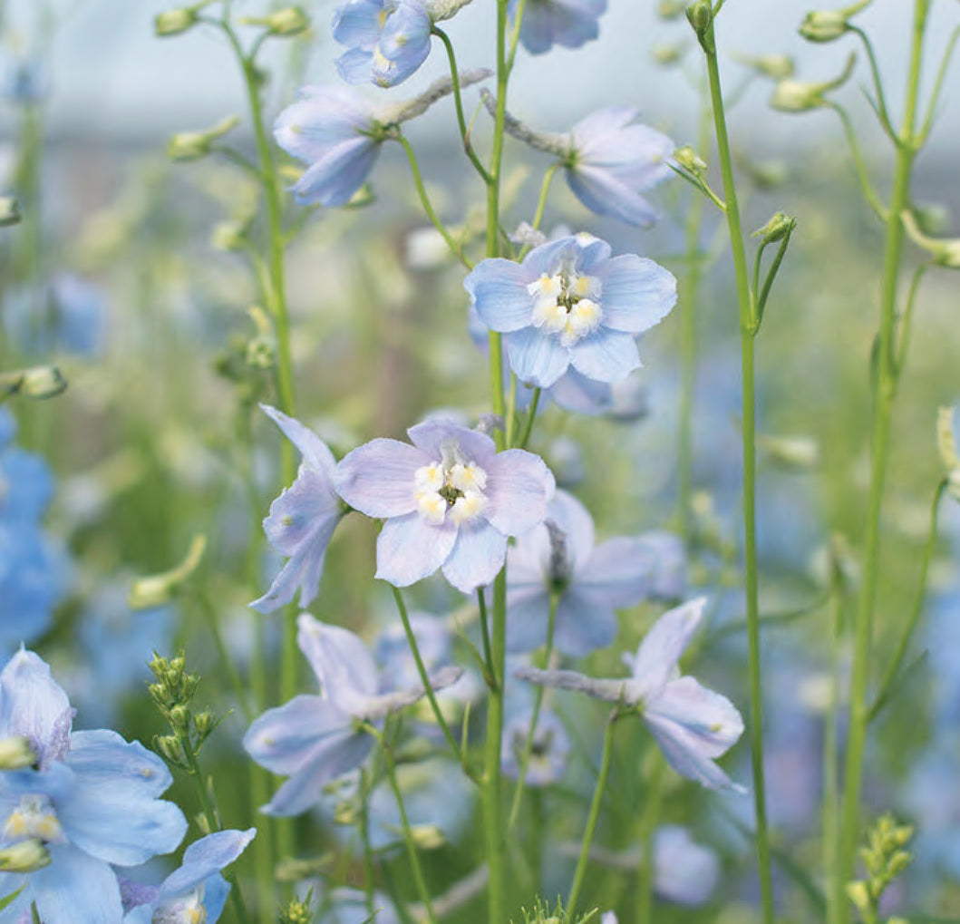 Cliveden Beauty Delphinium