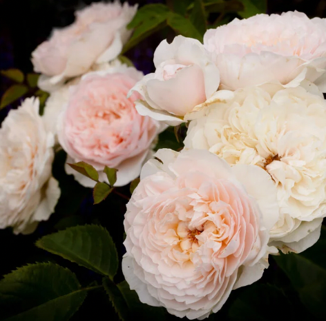 David Austin® Emily Bronte Potted Rose Bush