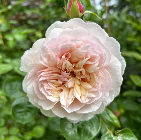 David Austin® Emily Bronte Potted Rose Bush