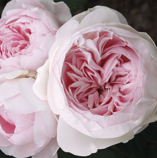 Earth Angel Parfuma® Rose