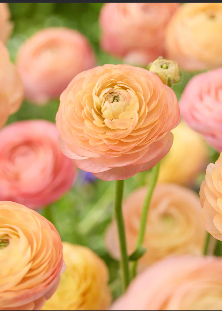 Ranunculus