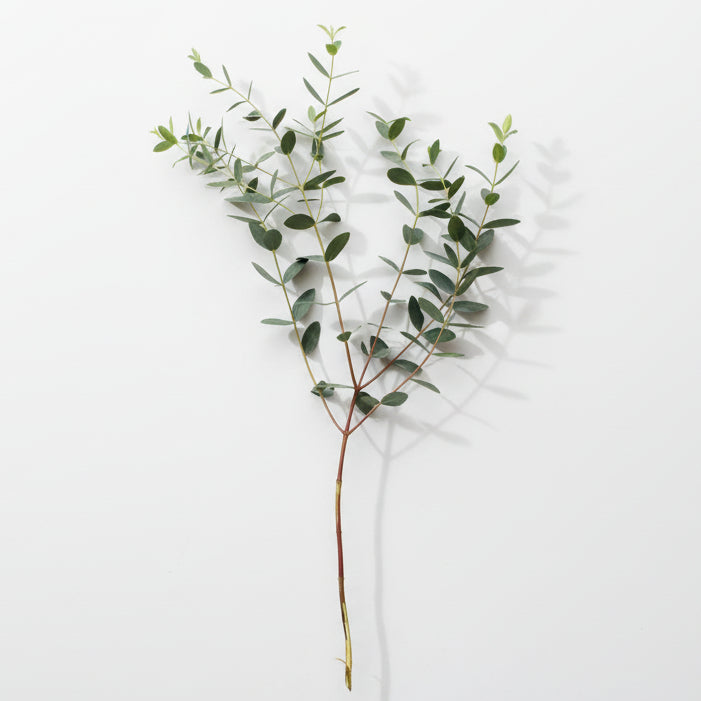 Eucalyptus Baby Blue Bouquet