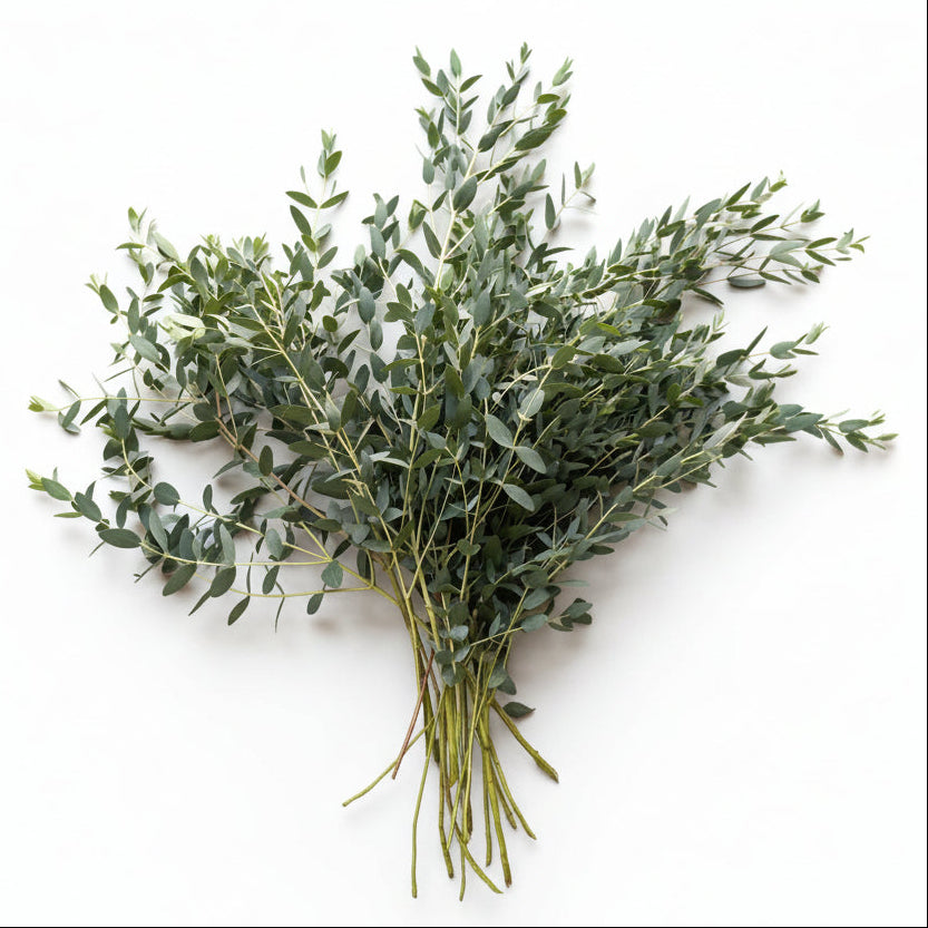 A bundle of fresh eucalyptus branches with green leaves and stems, arranged in a loose cluster on a plain white background.