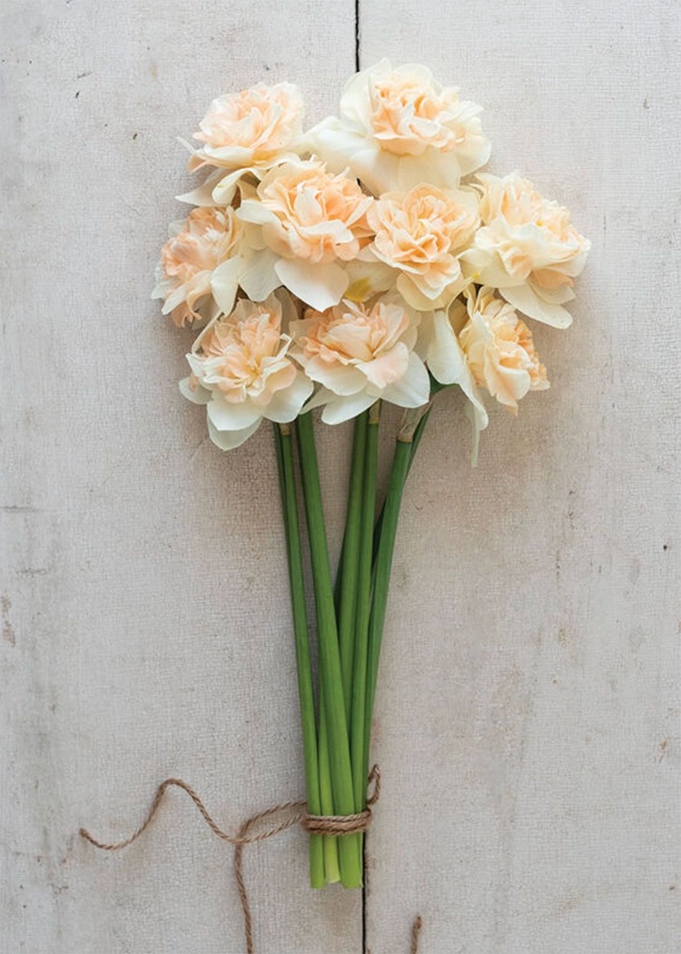 Flower Surprise Narcissus