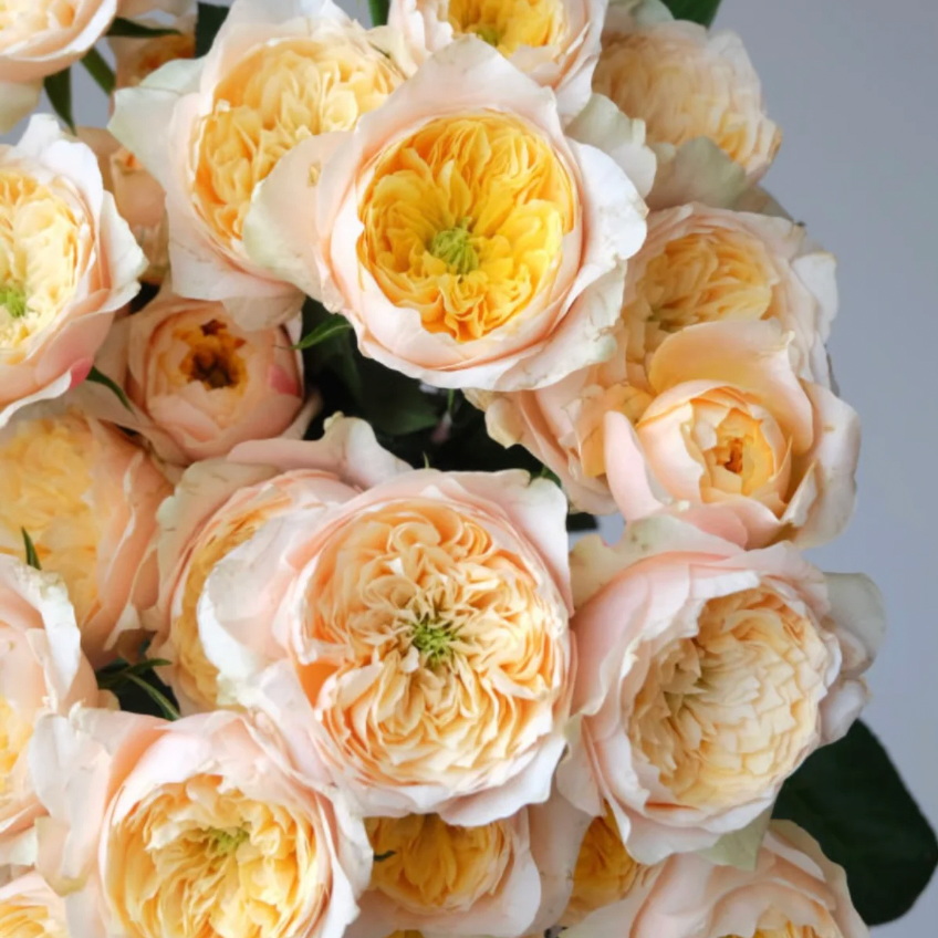 Golden Vuvuzela Rose