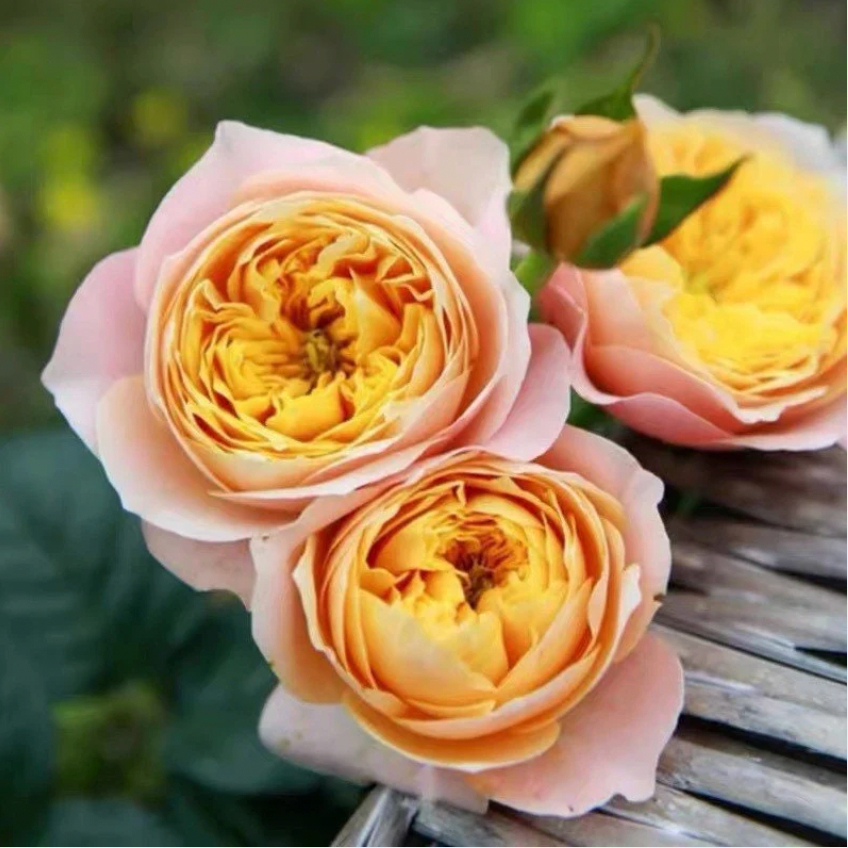 Golden Vuvuzela Rose