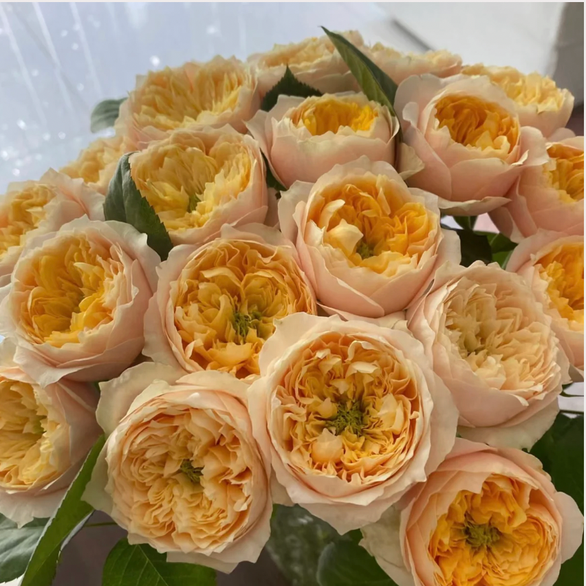 Golden Vuvuzela Rose