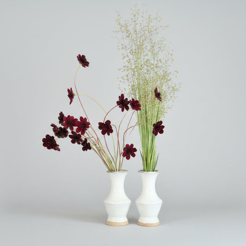 Chocolate Cosmos