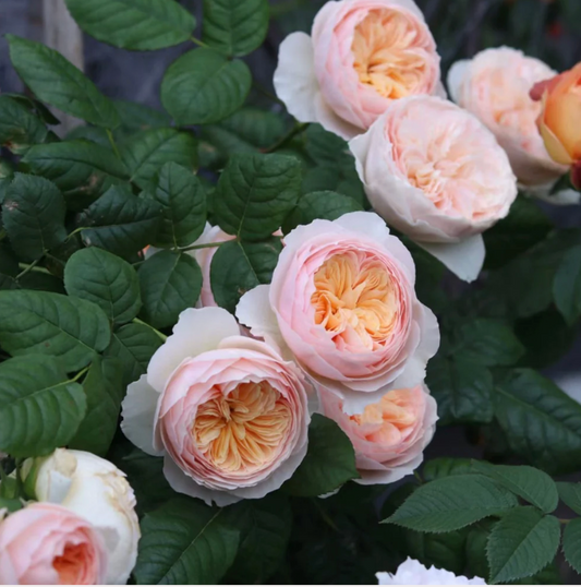 Han Xian Rose