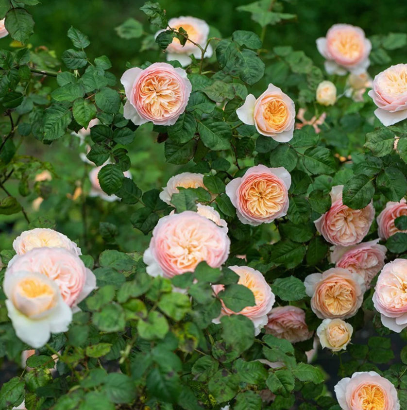 Han Xian Rose