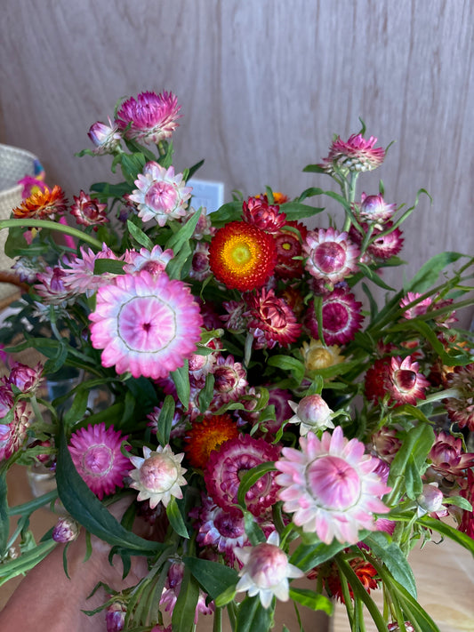 Strawflowers