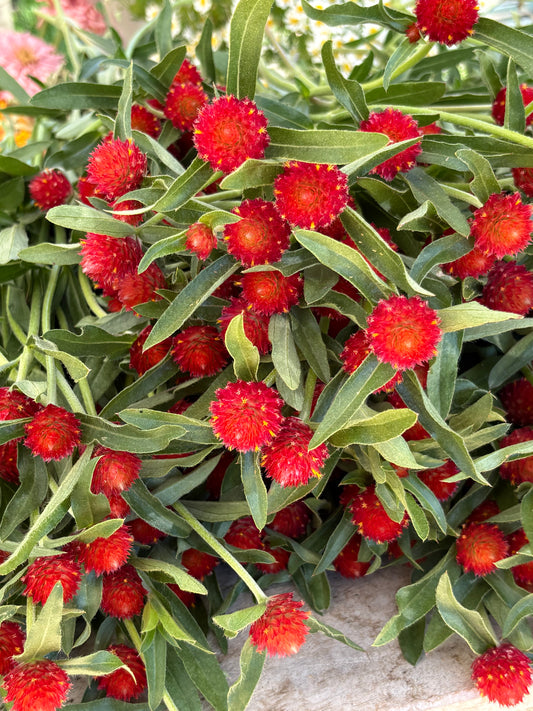Strawberry Fields | Globe Amaranth