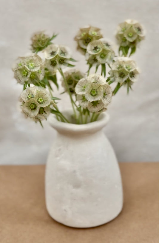 Starflower Scabiosa