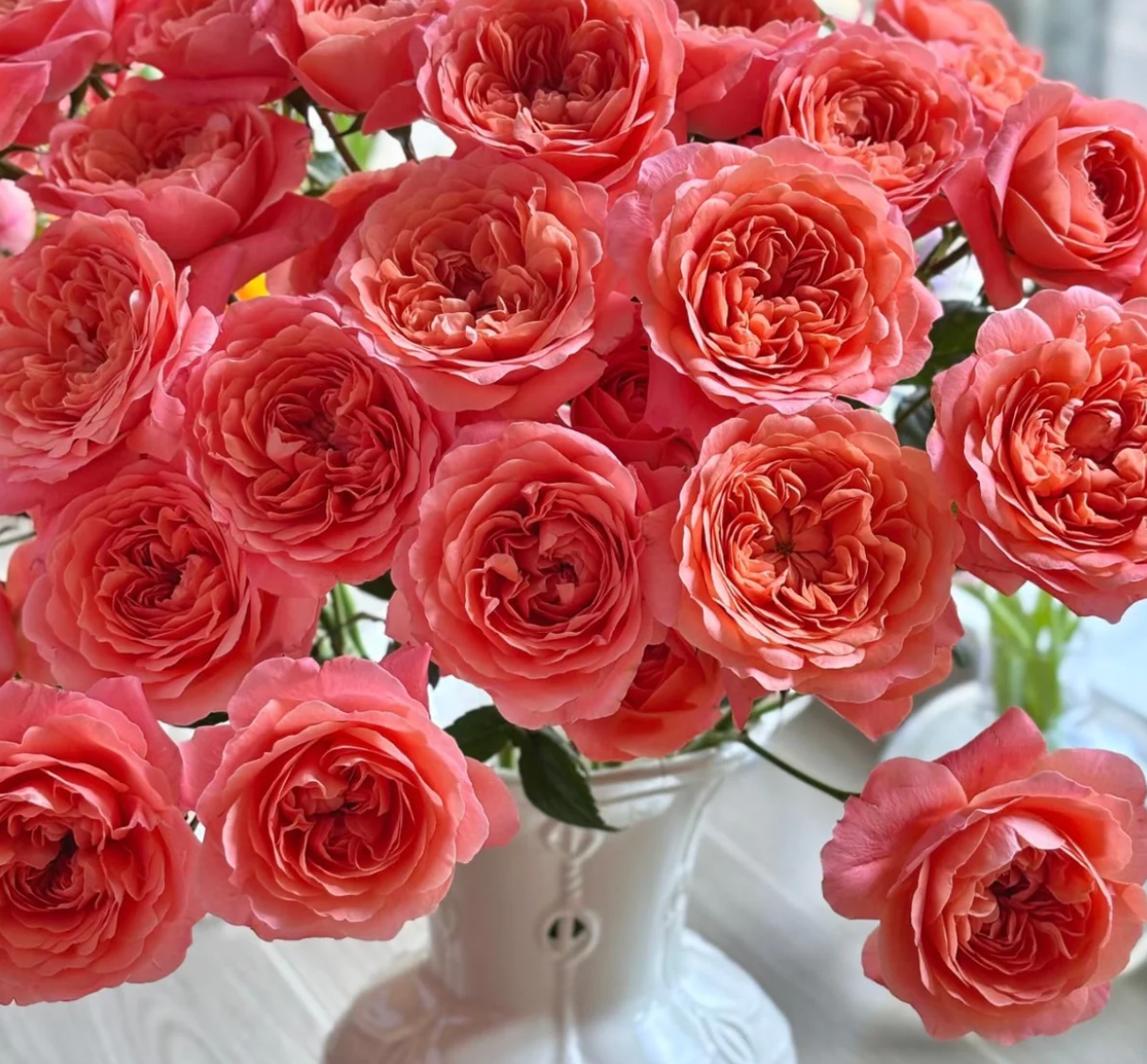Juicy Red Rose