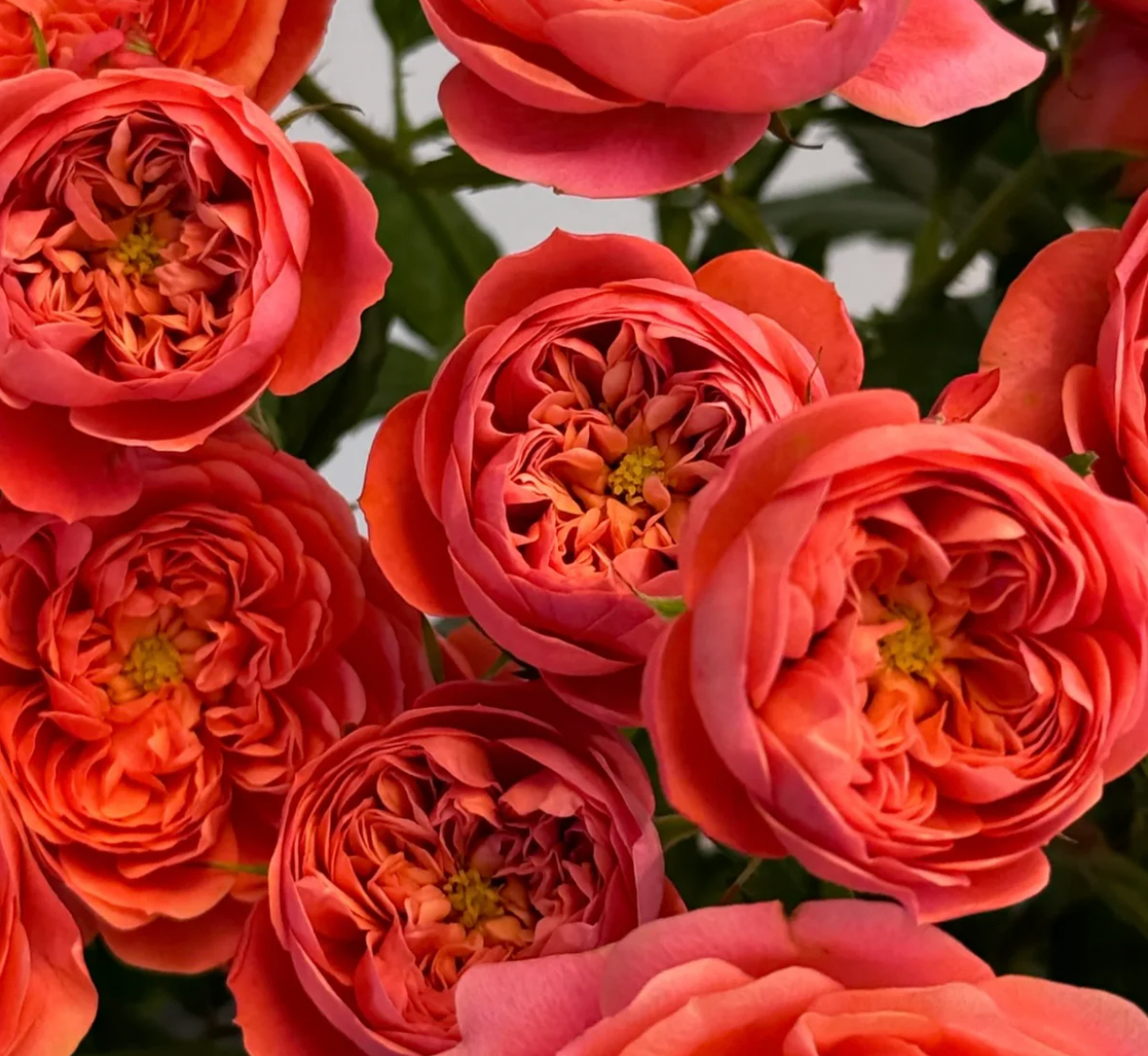 Juicy Red Rose