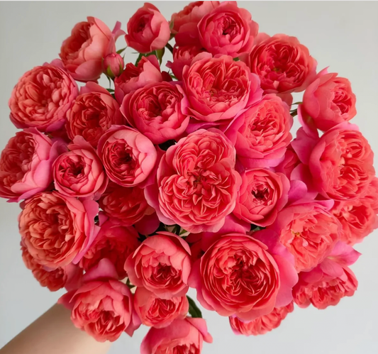 Juicy Red Rose
